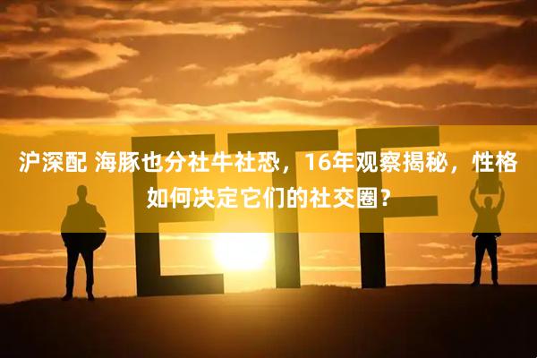 沪深配 海豚也分社牛社恐，16年观察揭秘，性格如何决定它们的社交圈？